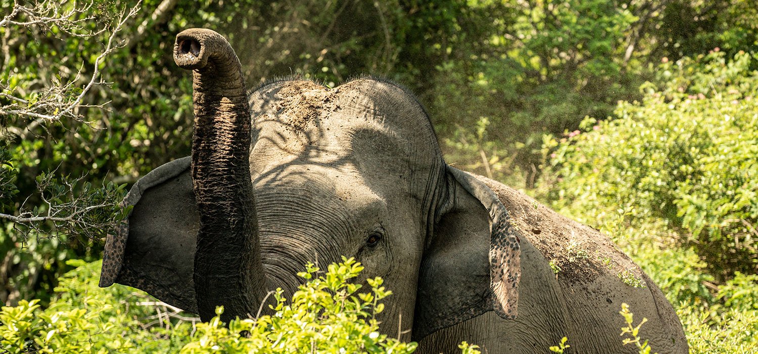 A quiet elephant encounter from a safe distance.