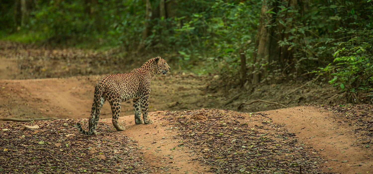 Sri Lankan leopard walking toward you through the forest