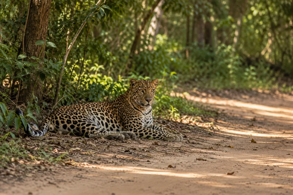 Sri Lankan leopard in Wilpattu
